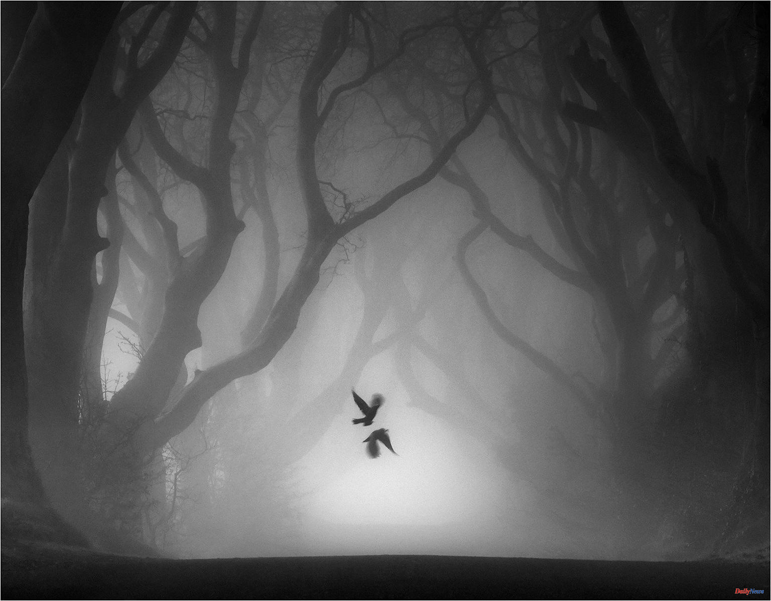 Belfast man's image of Dark Hedges wins the World Landscape Photographer competition