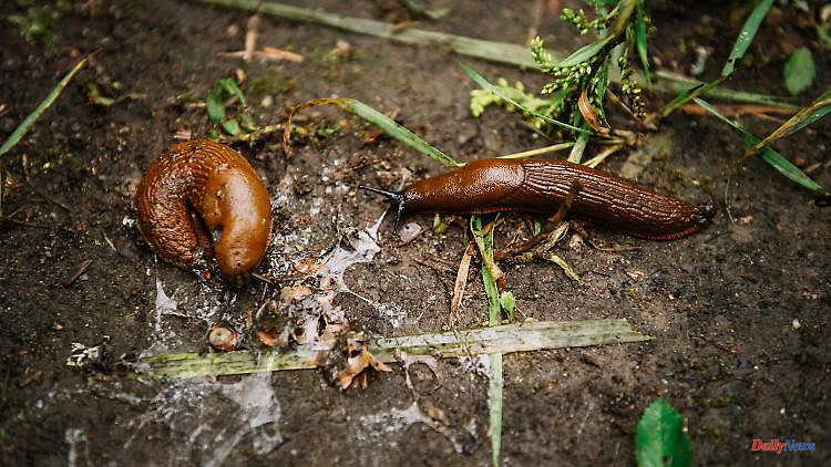 Climbing and greedy: Spanish slugs are "vultures of the gardens"