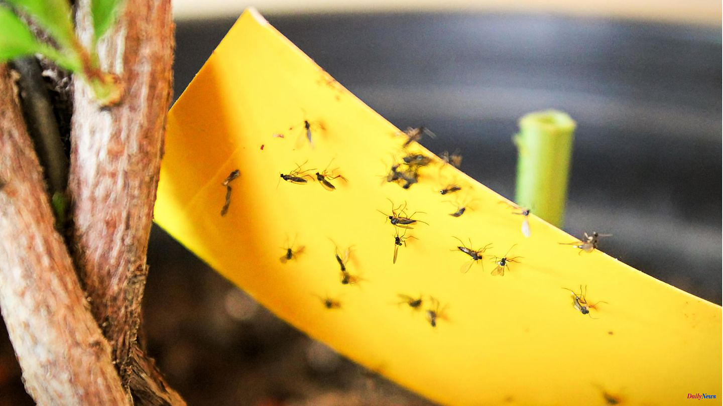 Pests: fight fungus gnats: This is how you get rid of the flying pests