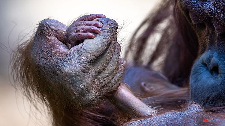 North Rhine-Westphalia: Orangutan Ramon is said to have offspring in Münster
