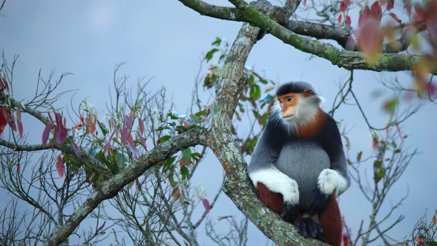Animals: On the trail of the most beautiful monkey in the world