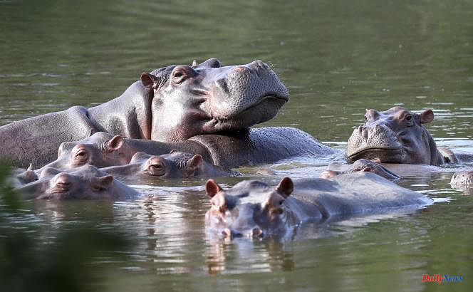 American justice grants rights to Pablo Escobar's hippos