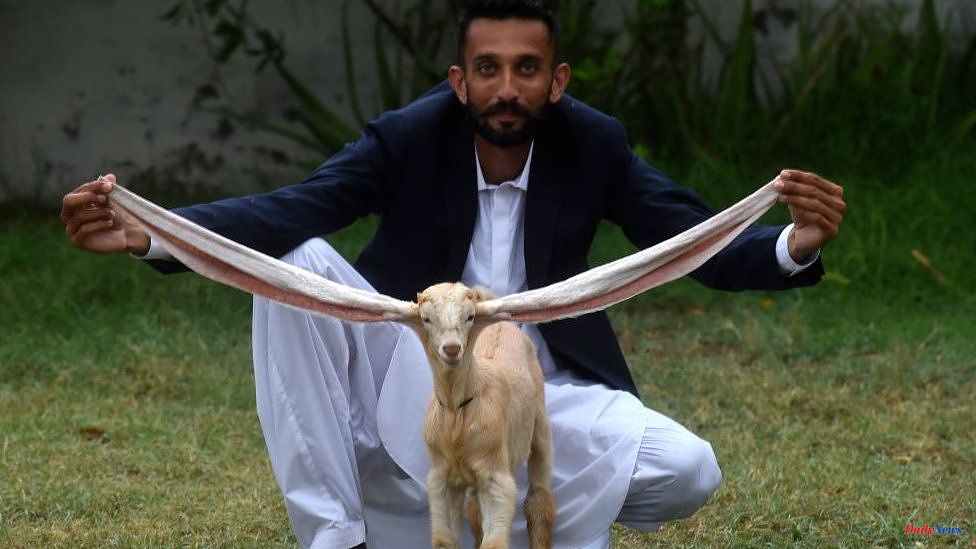 Pakistan goat: A star is born to a long-eared child from Pakistan