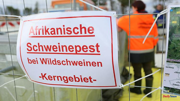 Saxony: swine fever is spreading: so far only wild animals