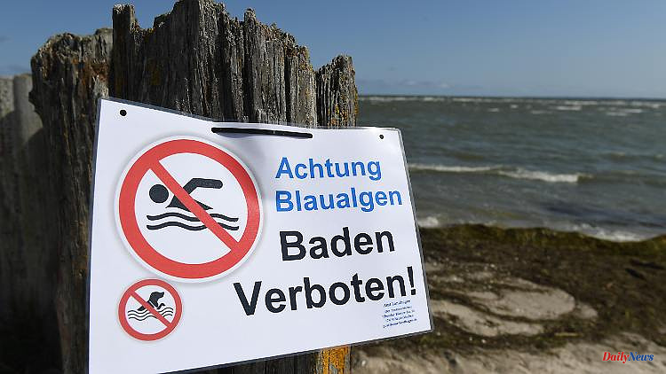 Models complement data: blue-green algae blooms occur on the open sea