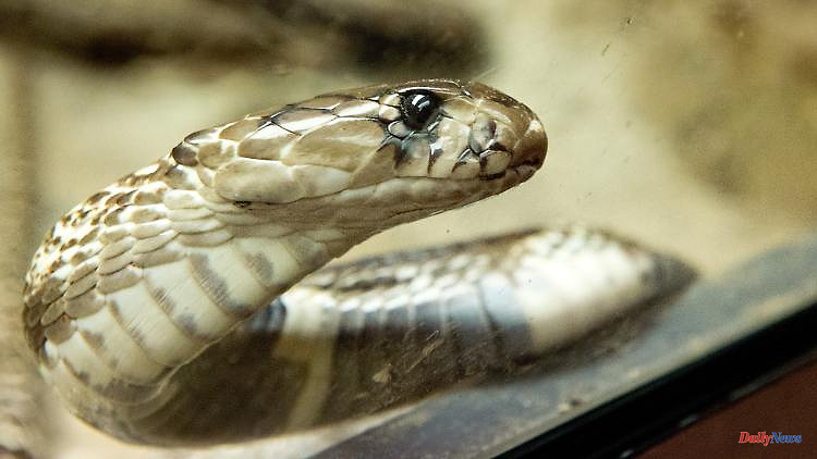 Cases in Germany too: are bites from exotic poisonous snakes increasing?