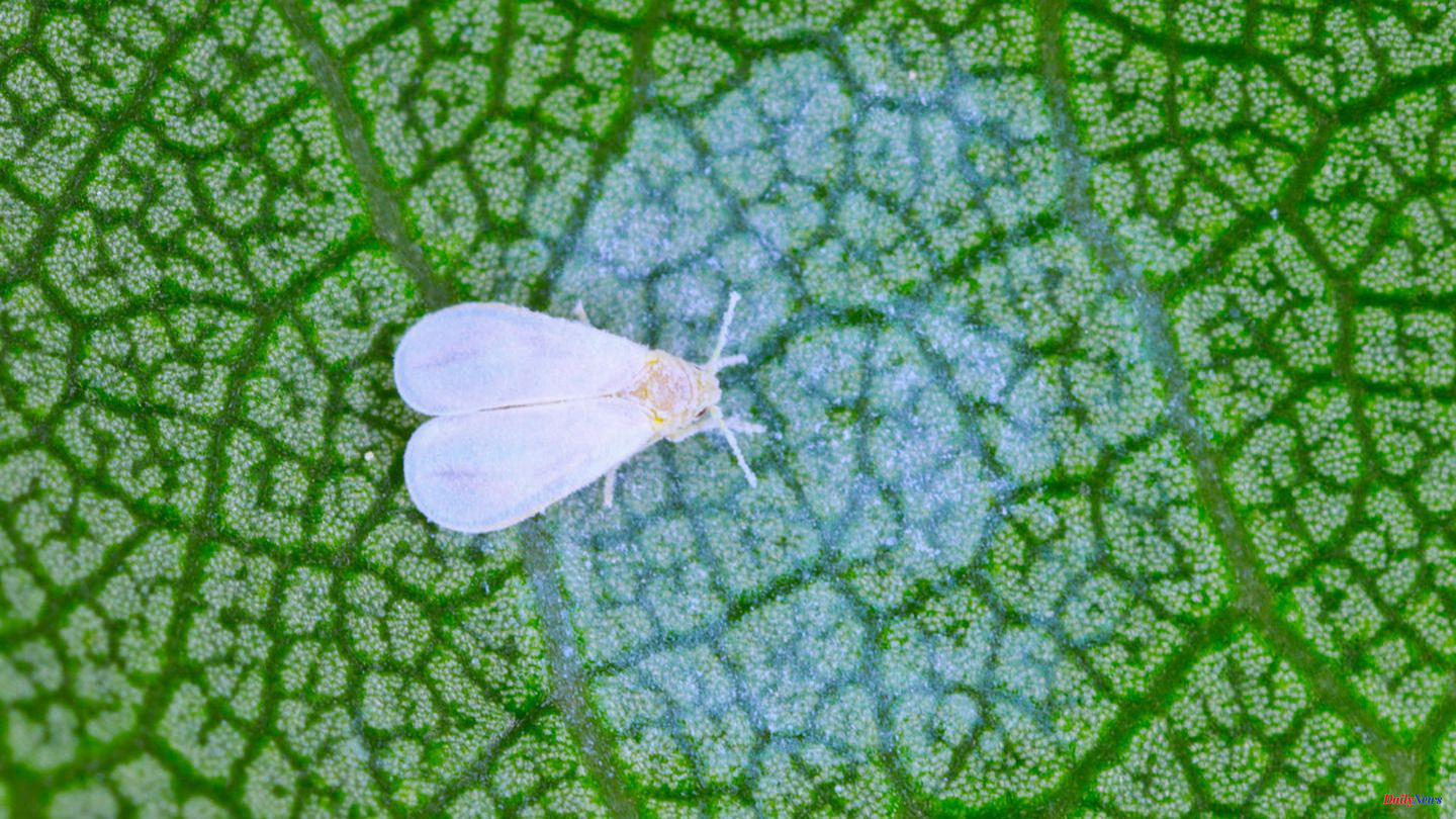 Tiny pest: fighting whiteflies: How to protect your vegetables from infestation
