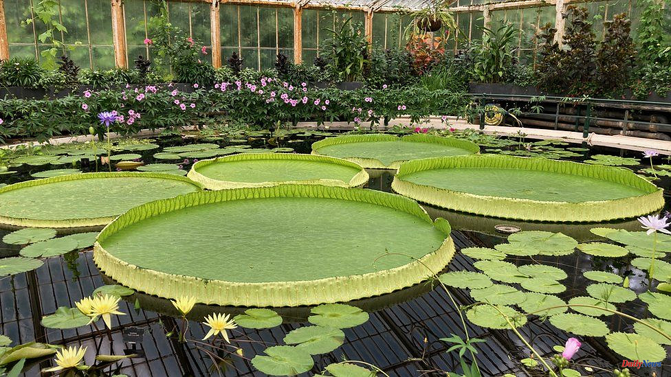 Scientists discover new giant waterlily species