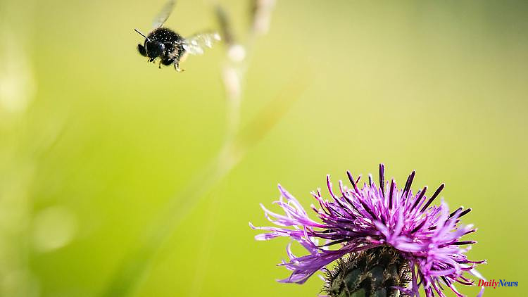 Bavaria: Rare wild bee in the botanical garden in Munich