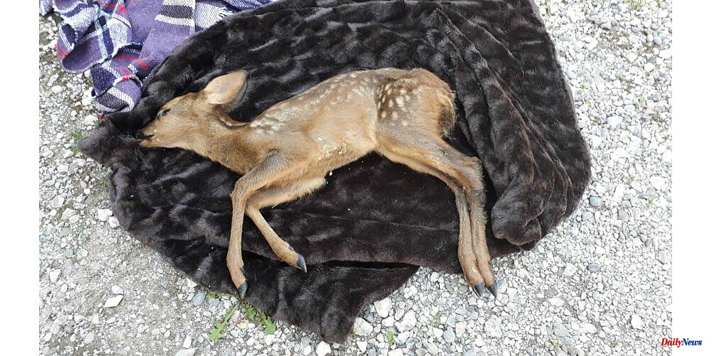 Haute-Savoie. A fawn killed by a stray dog   in Saint-Martin-Bellevue
