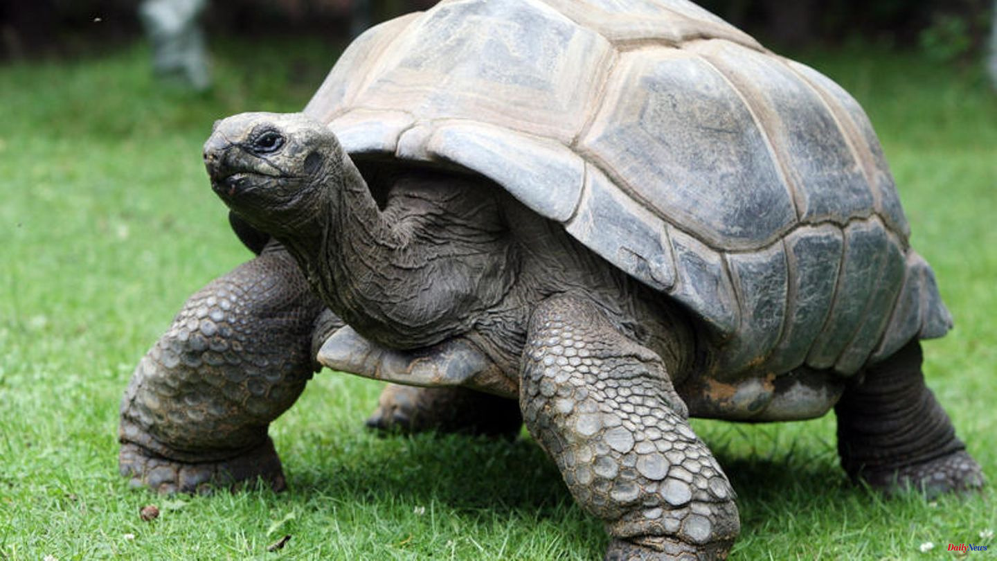 "External animal on the track": Giant tortoise paralyzes rail traffic in south-east England