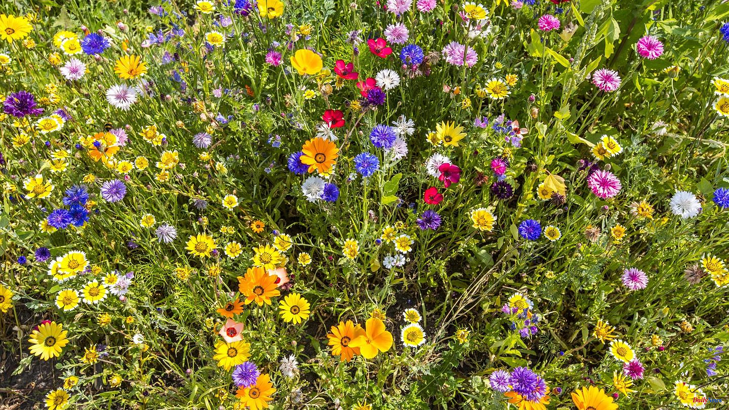Insect-friendly garden: Create and maintain wildflower meadows: How to help bees and butterflies