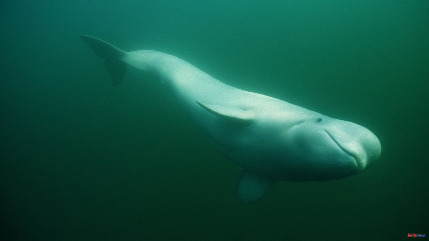 France: A beluga whale has strayed into the Seine - concern for marine mammals