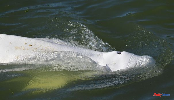 Hopes of saving the beluga lost in the Seine are dwindling