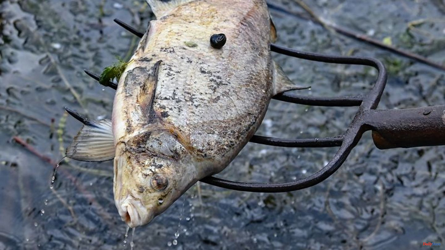 Environmental disaster: Fish deaths in the Oder: Poland is offering high rewards