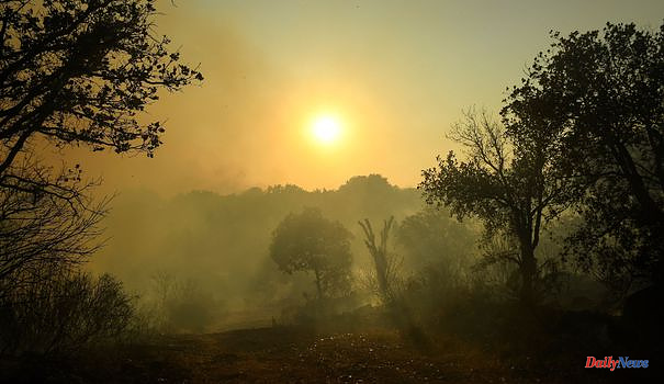 One year after a mega fire, the resilience of the Mediterranean forest put to the test