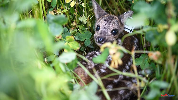 Bavaria: State institute tests high-tech rescue of fawns
