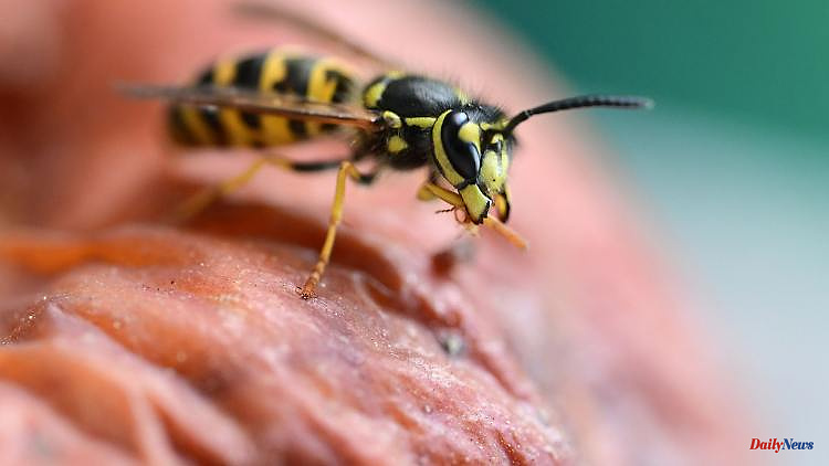 Baden-Württemberg: Heat will increase the number of wasps