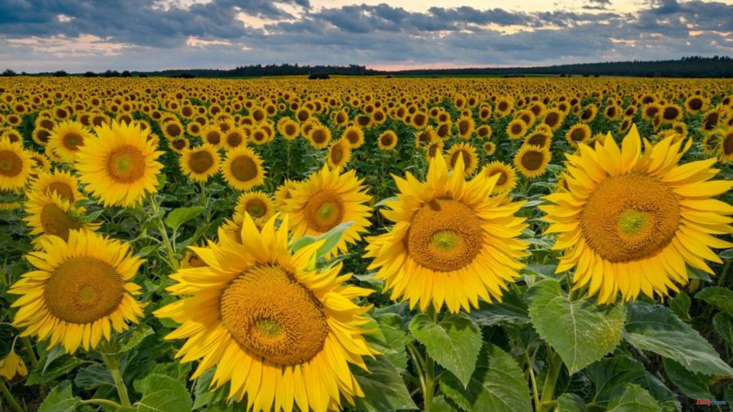 Agriculture: Cultivation of sunflowers more than doubled