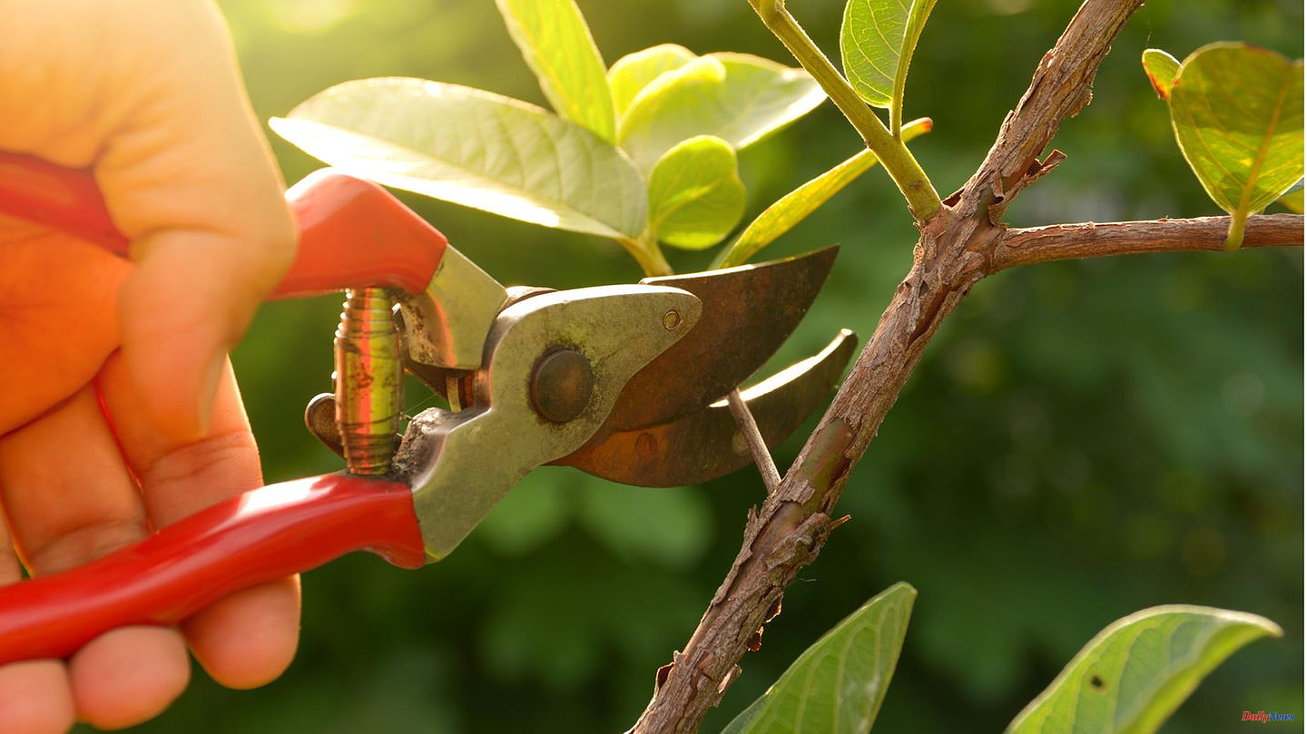 Deals of the day: Gardena secateurs for 18 euros instead of 33 euros: the top deals on Monday