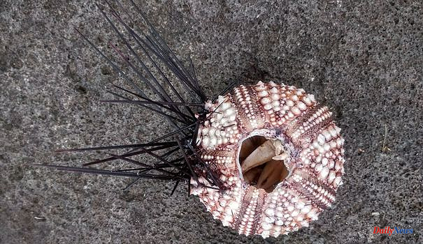 In Guadeloupe, the "massive" mortality of black sea urchins worries scientists