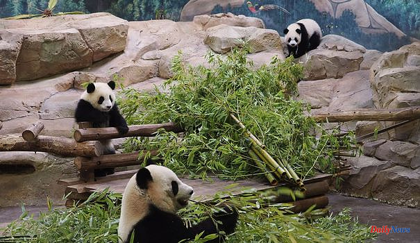 Beauval: the panda twins celebrate their one year in front of their fans