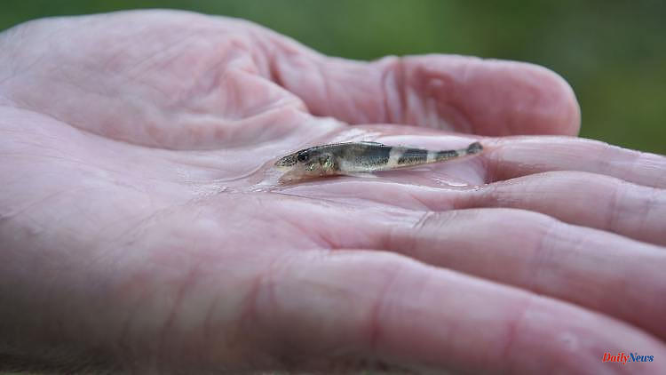 Bavaria: Little nerds in the Isar: offspring of rare fish species