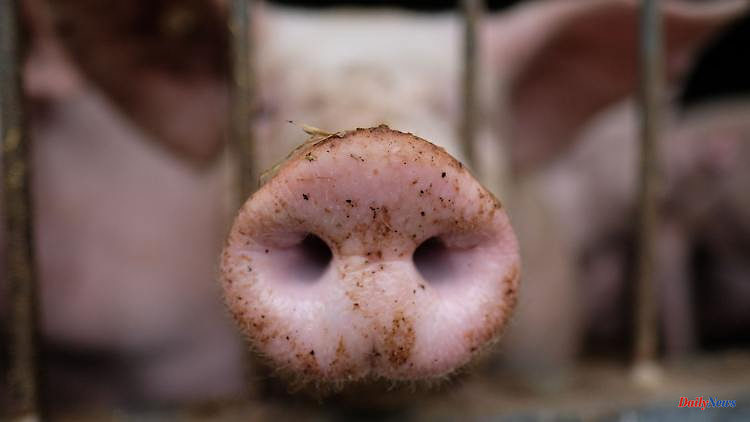 Mecklenburg-Western Pomerania: Wild and cattle disease can also affect pigs