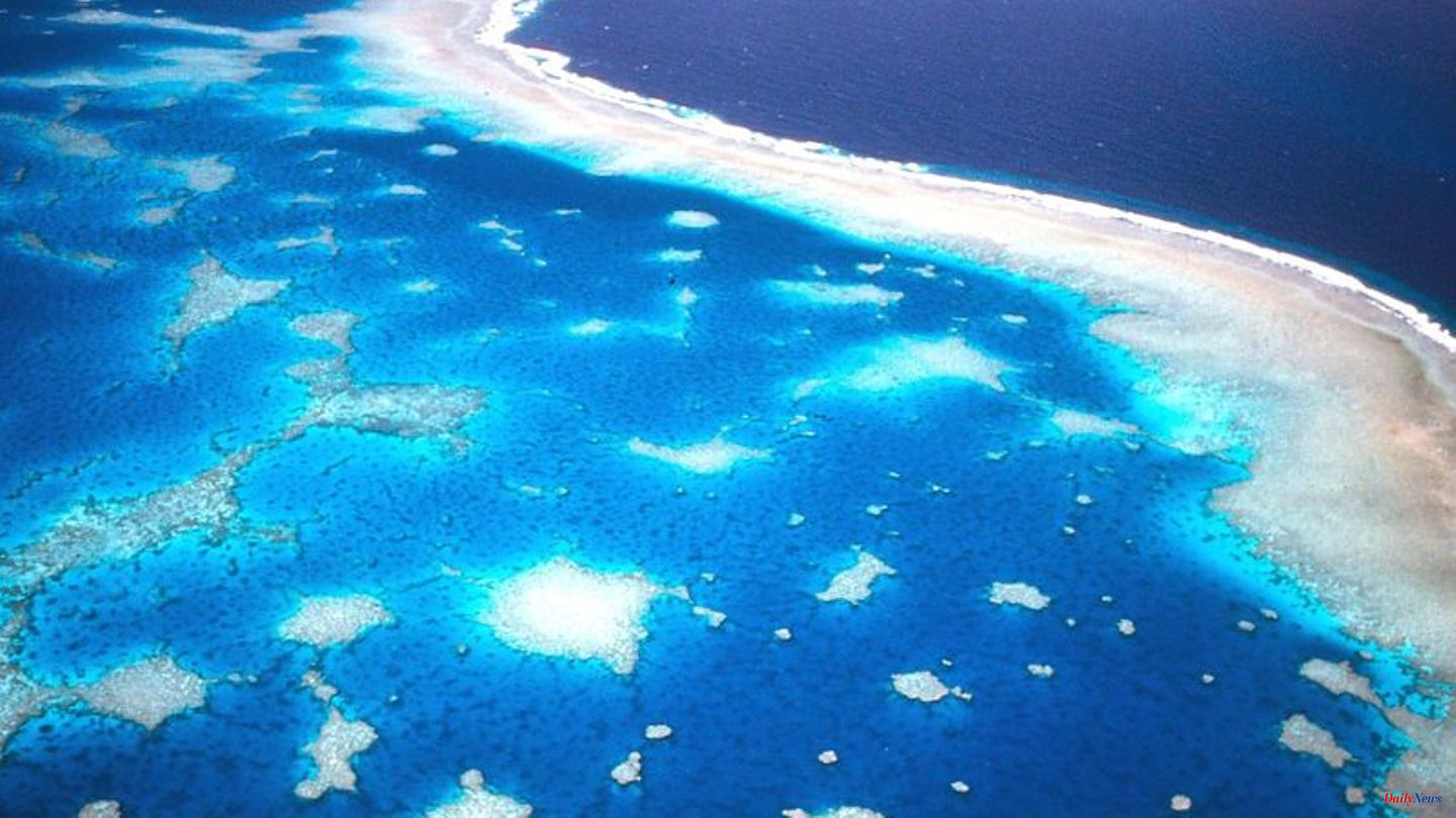 Environment: Great Barrier Reef: Corals are recovering - no all-clear