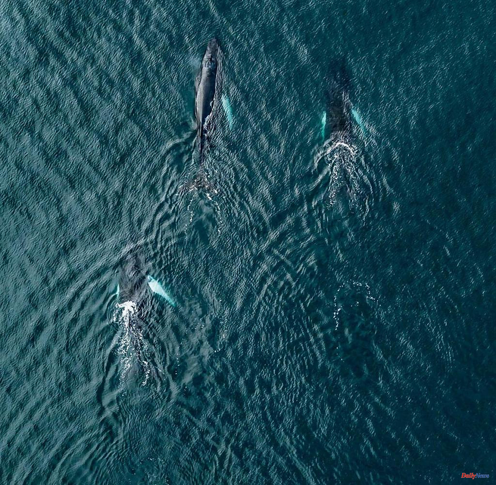 A sharp view of whales - from space