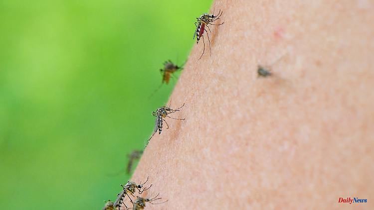 On the hunt for human blood: Mosquitoes break all the rules of smell