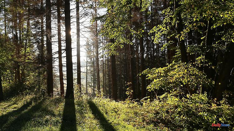 Thuringia: Stadtwerke save young forest in Erfurt from drying out