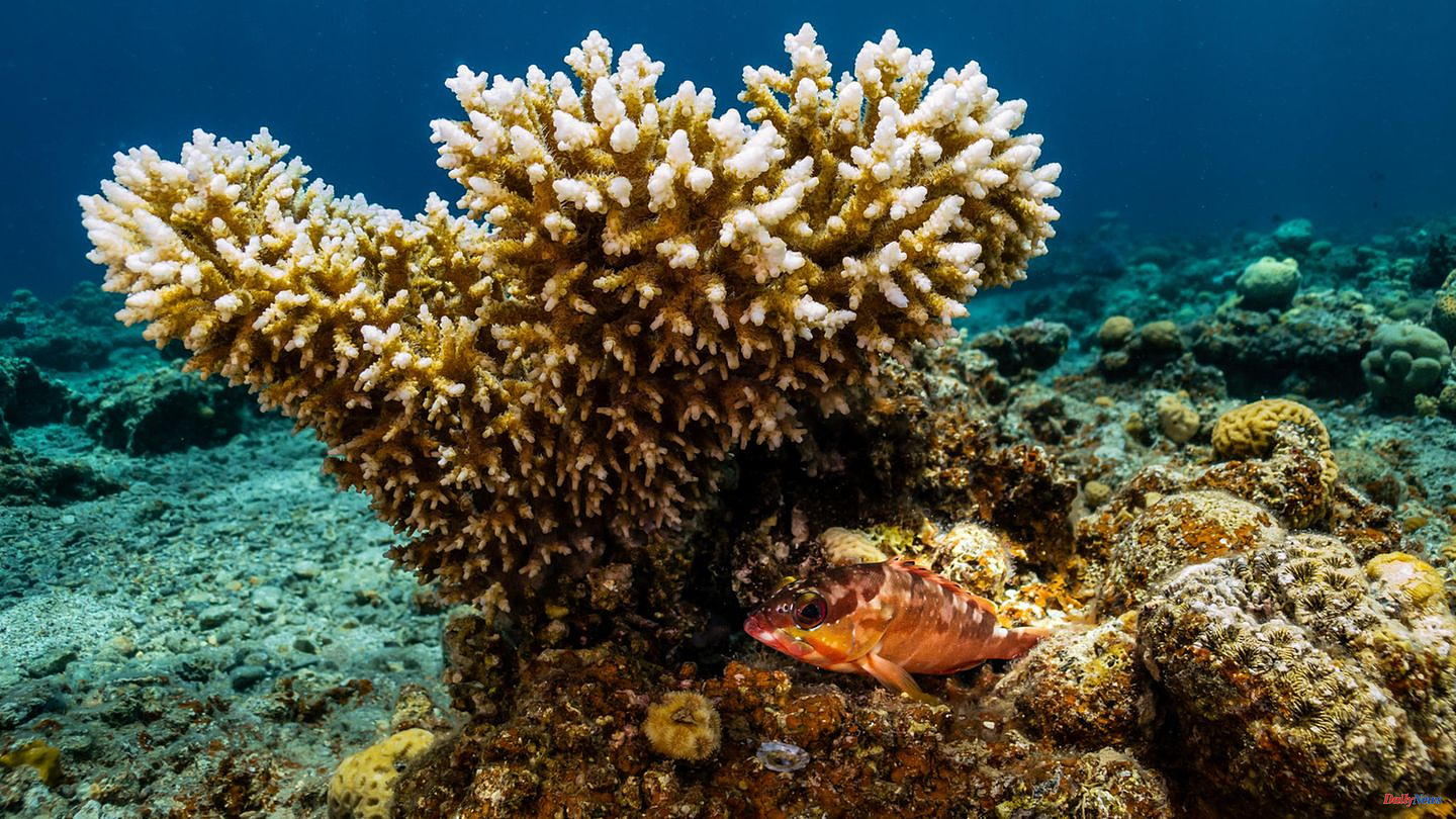 Thanks to a species of coral: Australia reports recovery in the north of the Great Barrier Reef