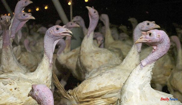 Avian flu: a case detected in a Somme turkey farm