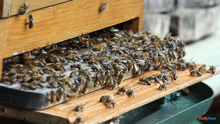 Bavaria: a stone's throw in the beehive: animals probably can't be saved
