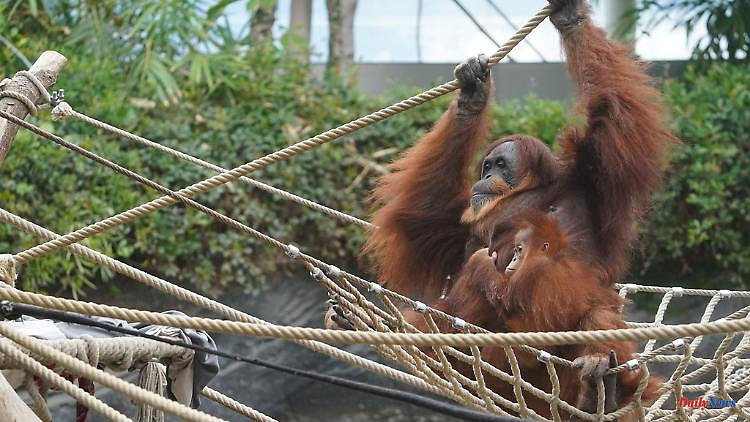 Saxony: New orangutan house will cost three million euros