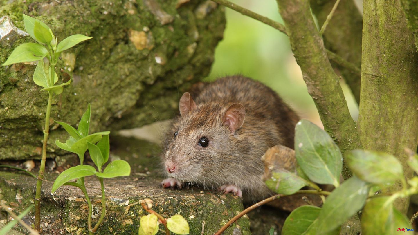 Without poison bait: drive away rats: How to make the rodents flee