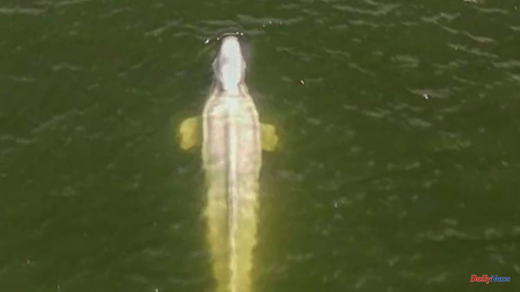 Drama in the Seine: beluga whale refuses food