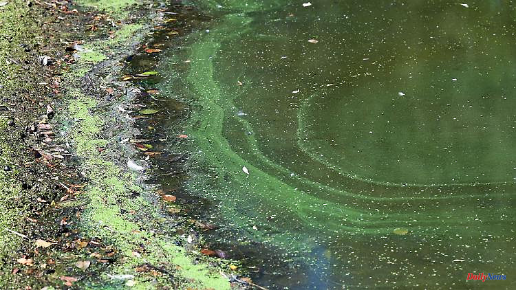 Bavaria: Several lakes in Upper Franconia are closed due to blue-green algae