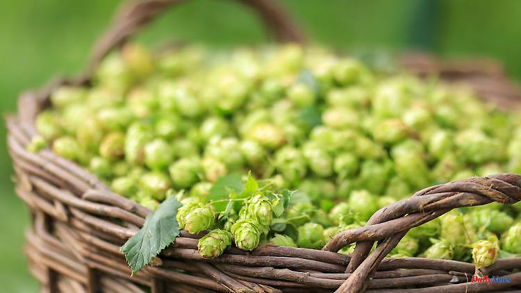 Baden-Württemberg: Hop farmers expect a lower harvest than in previous years