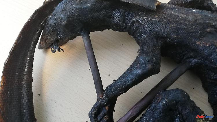 North Rhine-Westphalia: Customs officers ensure grilled monitor lizards at the airport