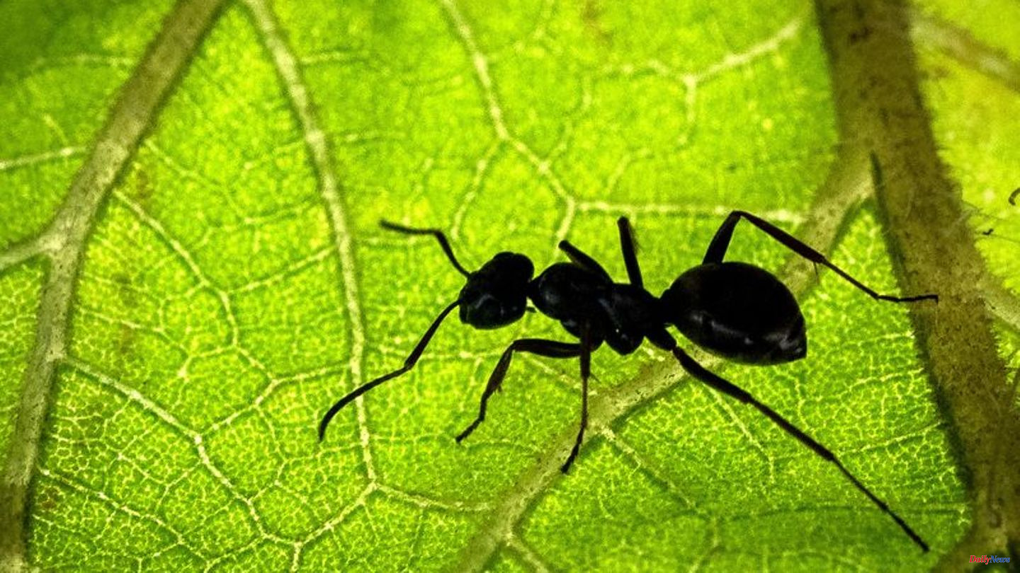 Animals: Where there are still new species of ants to discover