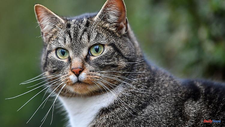 Baden-Württemberg: animal rights activists appeal: have house cats neutered