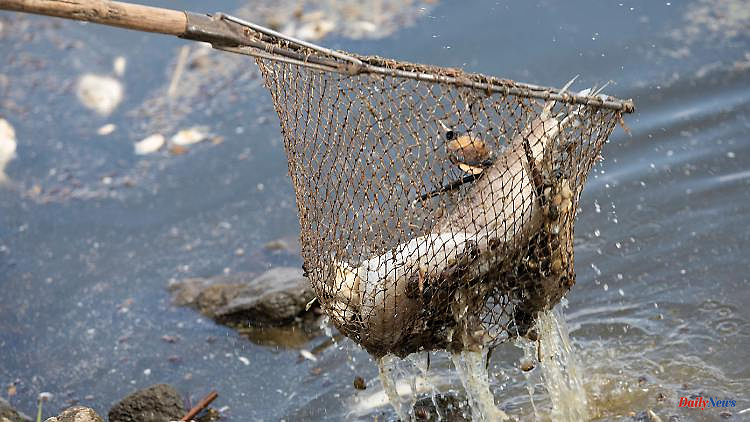 Chemicals, pesticides, algae?: What we know about the causes of fish kills