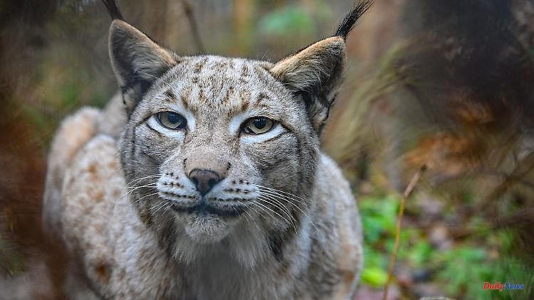 Baden-Württemberg: lynxes in the southwest are only responsible for a dozen cracks