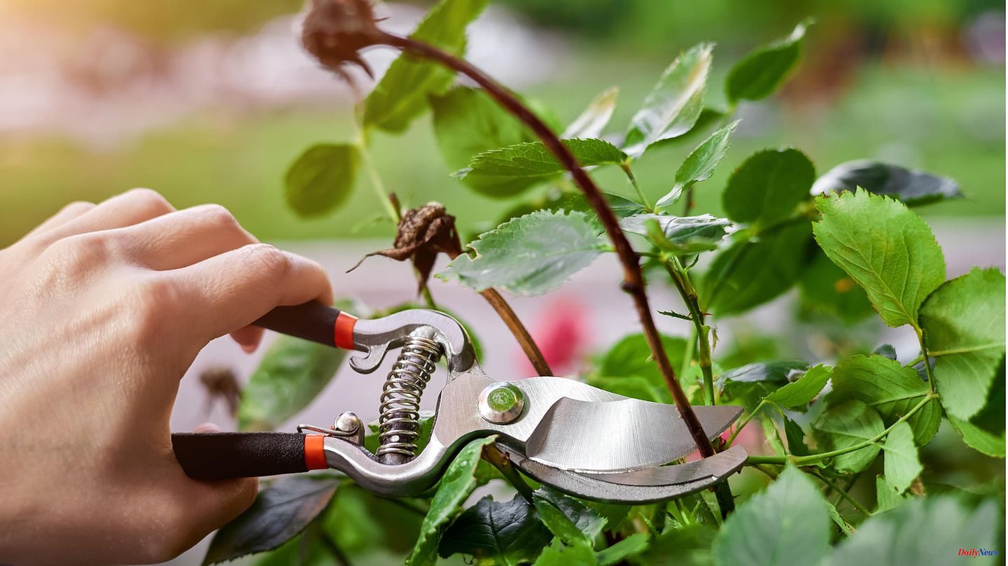 Green maintenance: cutting, fertilizing, planting: the most important gardening work in August