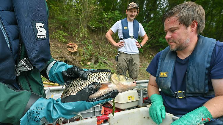 Professional fishermen give hope: Fish stocks in the Oder are recovering