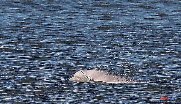 The beluga again seen in the Seine but "very fleeing"
