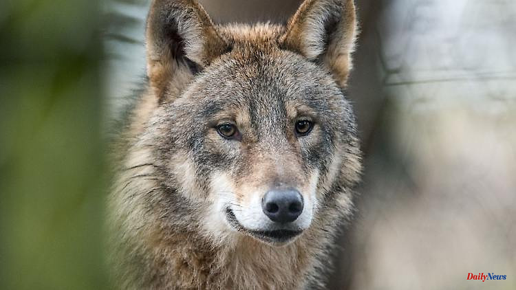 North Rhine-Westphalia: Report: NRW government is planning changes to wolf areas