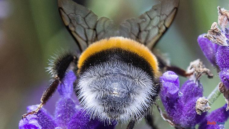 NABU counting campaign "Insect Summer": This time the focus is on bumblebees and their rear parts